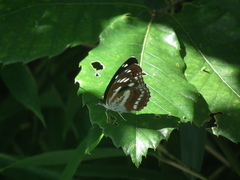 Limenitis sulpitia