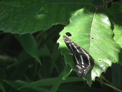 Limenitis sulpitia