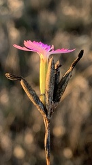 Dianthus borbasii