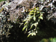 Gastrochilus