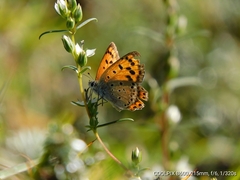 Lycaena panava