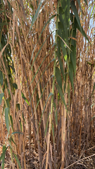 Arundo donax