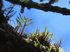 Dendrobium moniliforme