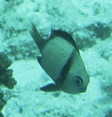 Dascyllus reticulatus