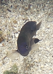 Stegastes fuscus