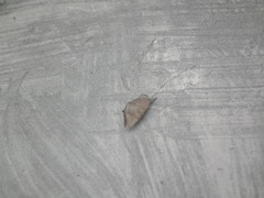 Pygaerinae
