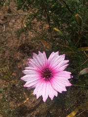 Monsonia speciosa