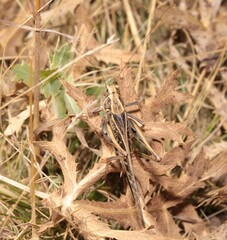 Platycleis affinis