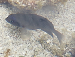 Stegastes fuscus