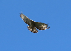 Nisaetus nipalensis
