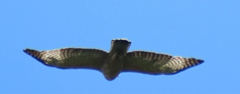 Nisaetus nipalensis
