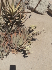 Aloe claviflora