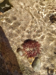 Actinia fragacea