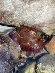 Actinia fragacea