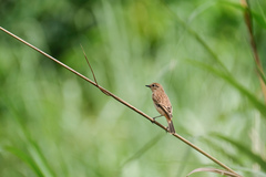 Saxicola stejnegeri