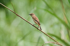 Saxicola stejnegeri