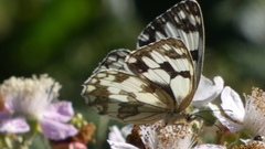 Melanargia lachesis