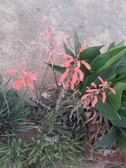 Aristaloe aristata