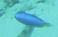 Pomacentrus coelestis