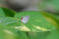 Everes lacturnus