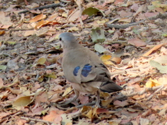 Turtur chalcospilos