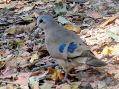 Turtur chalcospilos