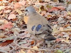 Turtur chalcospilos