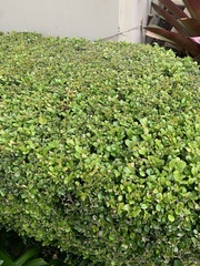 Buxus microphylla