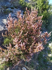 Erica manipuliflora