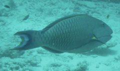 Cetoscarus ocellatus