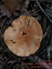 Lactarius alnicola