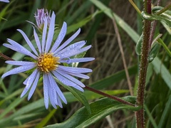 Symphyotrichum puniceum