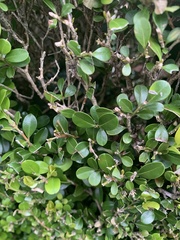 Buxus microphylla