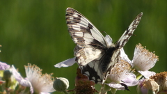 Melanargia lachesis