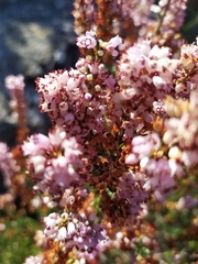 Erica manipuliflora