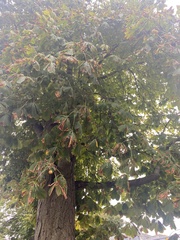Aesculus hippocastanum
