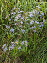 Symphyotrichum puniceum