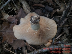 Lactarius alnicola