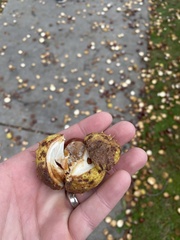 Aesculus hippocastanum