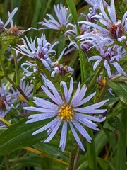Symphyotrichum puniceum