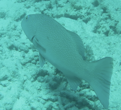 Plectropomus leopardus