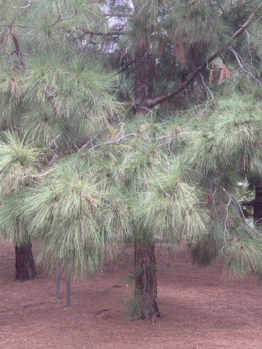 Pinus canariensis image