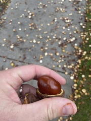 Aesculus hippocastanum