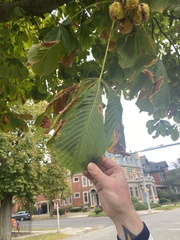 Aesculus hippocastanum