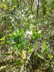 Berberis laurina
