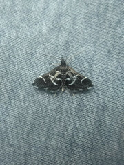 Diasemiodes janassialis