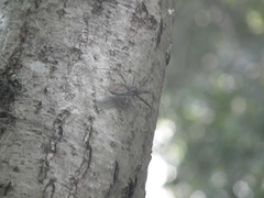 Epidaus