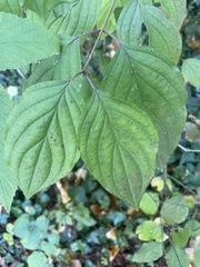 Cornus sanguinea