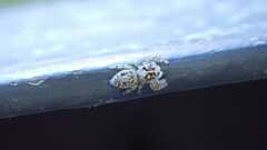 Macaroeris nidicolens