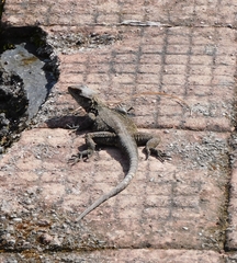 Laudakia tuberculata